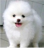 合肥 英系博美出售小型纯种宠物犬袖珍健康 长毛活体用品宠物食品