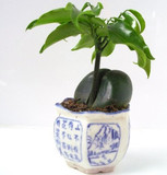 开心果（元宝树）小型盆栽 迷你植物 办公桌 净化空气  带陶瓷盆