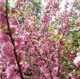 梅花盆景 腊梅乌梅绿梅红梅朱砂梅榆叶梅树苗 当年开花