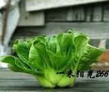 菜农灵 青菜]特矮青菜抗热605四季播蔬菜种子菜农专用纤维少味鲜