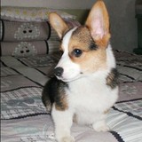 ¤TOM名犬¤可爱多柯基犬幼犬 威尔士三代标准长相 大鼻头聪明
