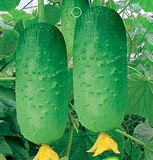 日本小黄瓜 种子 迷你种植 阳台 蔬菜 果瓜 四季播种 成熟快20粒