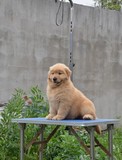 重庆纯种金毛幼犬出售《金毛犬黄金猎犬》导盲寻回犬/宠物狗J3711