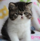 ※小倩名猫※个人繁殖，超级可爱蓝虎斑加白异国短毛猫 加菲猫