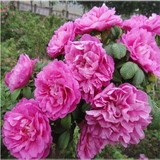 自产自销盆栽地栽玫瑰花 食用玫瑰 庭院植物 大马士革 玫瑰小苗