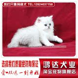 只售纯种猫 赛级品质 可爱金吉拉银色魅影 幼猫  广东可上门交易