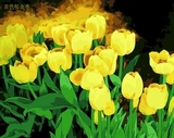 DIY数字油画 风景手绘画环保颜料亚麻画布40 50 黄色郁金香 特价