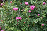 庭院阳台盆栽食用玫瑰花苗 大马士革 浓香可以食用美白效果很好