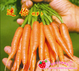 特色保健 微型胡萝卜种子蔬菜种子纤指1号迷你胡萝卜种子手指萝卜