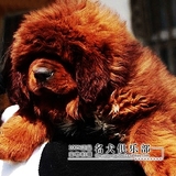 原生态铁包金 藏獒幼犬出售 纯种 藏獒幼犬 精品藏獒 大型犬