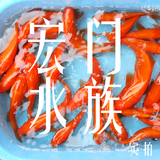 纯种日本锦鲤 桔红桔黄锦鲤 不是火鲤 渔场批发 观赏鱼 金鱼活体