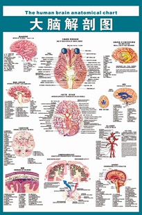 心脑血管知识海报宣传画挂图01《大脑解剖图》57cmx85cm写真图