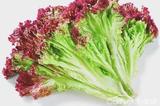 新鲜蔬菜 新鲜紫叶生菜 蔬菜沙拉 500g  北京满65包邮中通