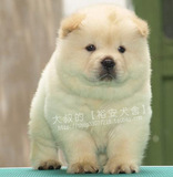 [大叔宠物]白松狮犬(Chow Chow)奶油色大狗活泼可爱纯种狗-母幼犬