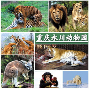 重庆 永川野生动物园动物世界门票乐和乐都主题公园 成人学生儿童