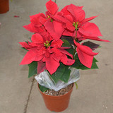 室内盆栽圣诞花卉一品红花中之最一品红又名万年红向阳红植物盆栽