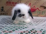 李仔宠物兔 黑白垂耳兔  特色宠物兔子  兔宝宝 折耳兔 省内包邮