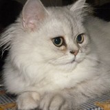 纯种家养  漂亮可爱性格温婉的纯种金吉拉幼猫 大眼