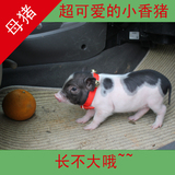 生财有道苏宏星纯种泰国小香猪宠物花香猪买1送5超值母的