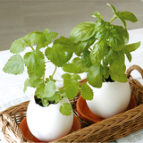办公室桌面创意迷你植物幸运蛋小盆栽鸡蛋壳diy绿植盆景生日礼品
