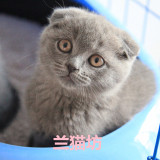 【兰猫坊】 超Q 超圆 超胖の蓝猫折耳 英短折耳 灰色折耳 宠物猫