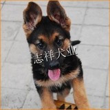 纯种赛级德牧幼犬出售 黑背狗狗 北京客户可上门挑选
