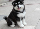 温州纯种/阿拉斯加犬/幼犬/雪橇犬/巨型犬/大型犬/宠物狗狗Y