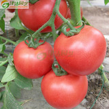 满18元包邮 蔬菜水果番茄种子 白果强丰 天津农科院 约1000粒