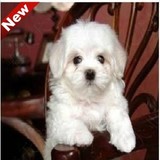 北京繁殖纯种极品小体雪白马尔济斯幼犬宠物狗狗出售可  视频