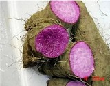 蔬菜新品种 紫山药种子 滋阴补肾 补气血 蔬菜种子 花种 约5粒