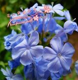 花卉种子-蓝雪花种子蓝色,冲皇冠大甩卖！可阳台盆栽