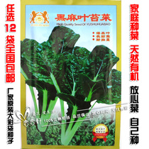 恋恋轩徐州黑麻叶苔菜种子 秋季阳台种蔬菜种子批发 四季播盆栽