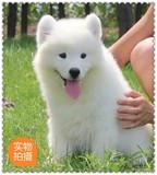 宁波 赛级家养纯种白色萨摩耶狐狸幼犬澳版微笑天使 包健康三个月