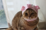 【猫用品专卖】日本PPJ宠物变身帽 猫狗帽子 小猪