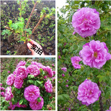 大花玫瑰食用玫瑰玫瑰花苗玫瑰花月季花苗月季盆栽月季月季苗月季