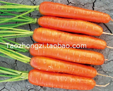 【老五寸胡萝卜种子】寿光蔬菜种子 盆栽菜园 水果种子 三红甜脆