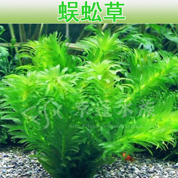 水族箱鱼缸造景真水草-蜈蚣草/水蕴草/扎(后景草)12支