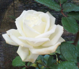 百花谷园艺 盆栽玫瑰 特大花白香水玫瑰，花特大如碗，浓香，