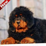 藏獒幼犬狗狗出售 纯种大狮头大骨量红獒铁包金臧獒 纯种