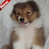 北京出售喜乐蒂牧羊犬幼犬 纯种健康宠物狗狗 包健康可爱