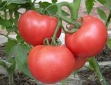 寿光蔬菜种子 西红柿种子 番茄种子 大粉柿子  甜面可口 15粒