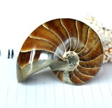 水玉冰魄 天然鹦鹉螺摆件 鹦鹉螺化石把玩手把件 彩螺 玉化好大号