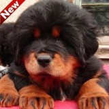 纯种铁包藏獒幼犬出售 原生态高品质狗狗 健康保证 欢迎上门