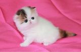 家养活体  纯种加菲猫 宠物猫 红白双色梵文 明星猫