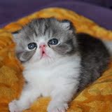 赛级血统 加菲猫 异国短毛猫 高白加菲猫 加菲猫 宠物 纯种
