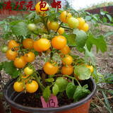 台湾俏佳人种子 小黄番茄种子 阳台四季播 秋冬季蔬菜种子彩包