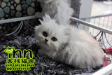 金吉拉 纯种 幼猫长毛猫 波斯猫 银渐层金吉拉 幼猫MMDD 视频选购