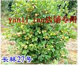 长林系列27号高产良种油茶苗　油茶树　茶树苗、山茶苗　两年种苗