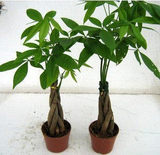 发财树 土培 室内客厅 绿色植物创意盆栽 五编发财树苗 可水培