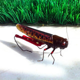 动物昆虫模型 仿真蚂蚱蝗虫 磁铁玩具摄影道具 装饰场景布置
